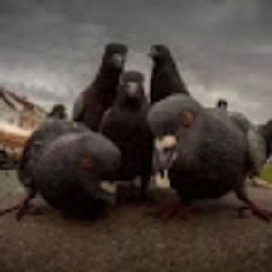 Meet your Posher, Timothy